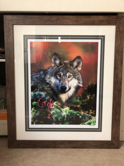 Wolf Photo - Framed