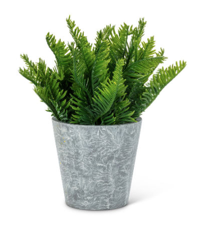 Plant, Fern Leaf Pot 7"H