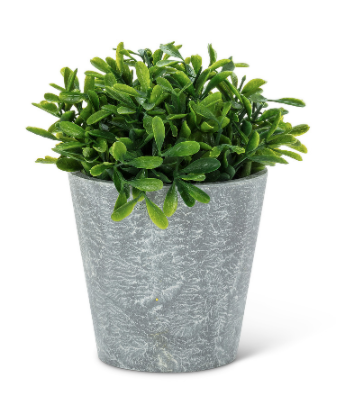 Plant, Shiny Leaf Pot 6.5"