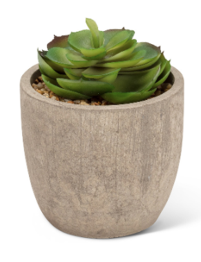 Plant, Large Succulent Pot 4"