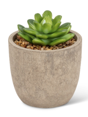 Plant, Large Succulent Pot 4"