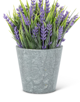 Plant, Lavender Pot