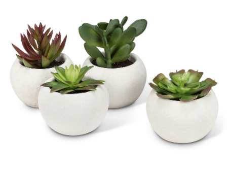 Plant, Large Succulent Pot 3"