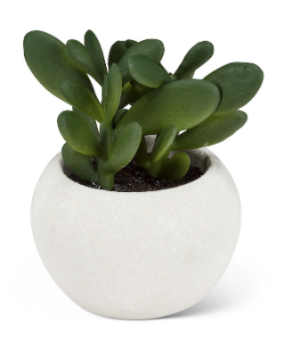 Plant, Large Succulent Pot 3"