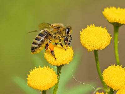 Hive & Honey- Sunshine Lotion